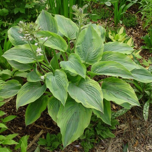 Hosta 'Alvatine Taylor' - Hosta 'Alvatine Taylor'